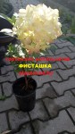 Изображение WhatsApp 2023-07-30 в 09.04.21